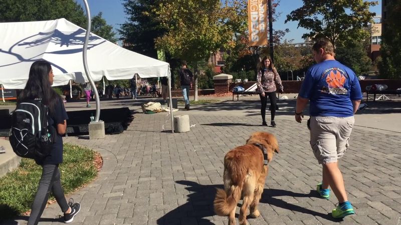 Knoxville Dog Trainers Board and Train