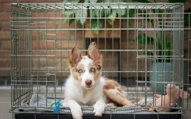 7 Reasons to Crate Train Your Dog
