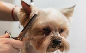 dog grooming professional haircut