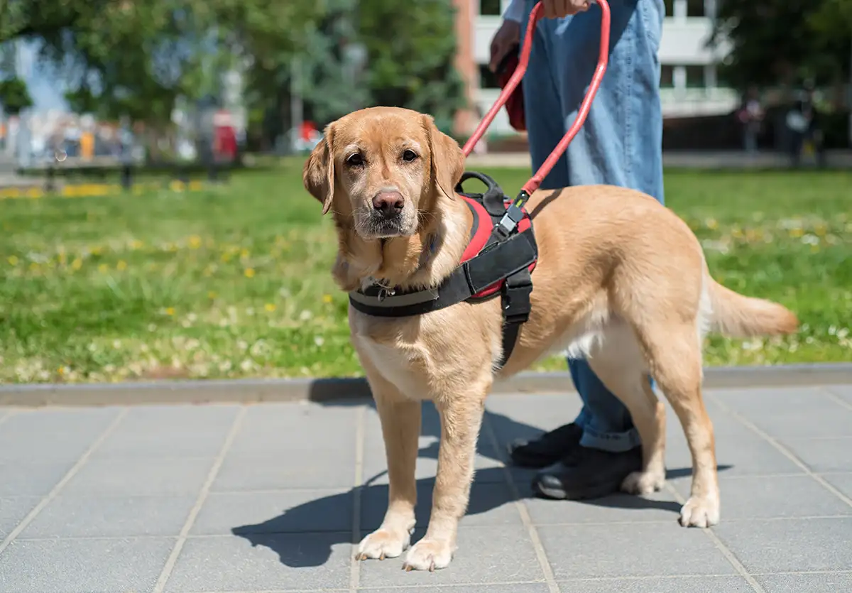 Professional Service Dog Training in Knoxville and Sevierville Tennessee - Off Leash K9 Training